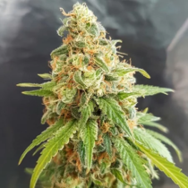 Kosher Kush (Garden of Green Seeds) Cannabis Seeds