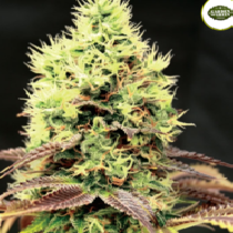 Kush n Cookies CBD (Garden of Green Seeds) Cannabis Seeds