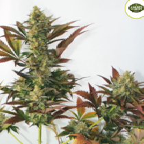 Larry's Lemon OG (Garden of Green Seeds) Cannabis Seeds