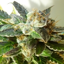 Bubble Crack (Flash Auto Seeds) Cannabis Seeds