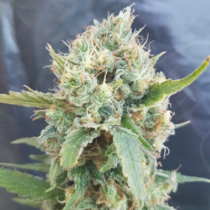Nicole Kush (Garden of Green Seeds) Cannabis Seeds