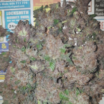 Phantom Cookies Domina (Garden of Green Seeds) Cannabis Seeds