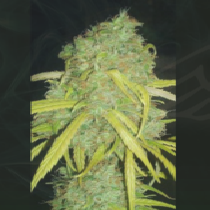 Pineapple Amnesia (Garden of Green Seeds) Cannabis Seeds