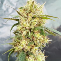 Sour Tangie (Garden of Green Seeds) Cannabis Seeds