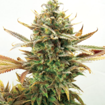 Super Critical Bud CBD (Garden of Green Seeds) Cannabis Seeds