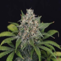 Super Pineapple Haze (Garden of Green Seeds) Cannabis Seeds