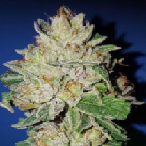 Violet Kush (Garden of Green Seeds) Cannabis Seeds