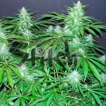 Bubble Hash SuperAuto By Stitch (Flash Auto Seeds) Cannabis Seeds