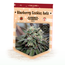 Blueberry Cookies Autos (Garden of Green Seeds) Cannabis Seeds