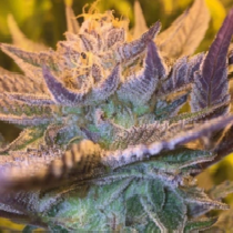 Girl Scout Cookies Auto (Garden of Green Seeds) Cannabis Seeds