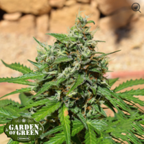 Cookies n Cream Auto (Garden of Green Seeds) Cannabis Seeds