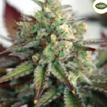 Critical 2.0 XL Auto (Garden of Green Seeds) Cannabis Seeds