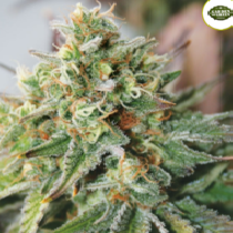 Critical XXL Auto (Garden of Green Seeds) Cannabis Seeds