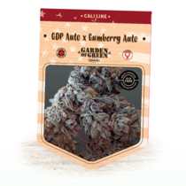 GDP Auto x Gumberry Auto (Garden of Green Seeds) Cannabis Seeds