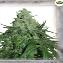 Super Skunk Auto (Garden of Green Seeds) Cannabis Seeds