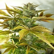 California Haze (Flash Auto Seeds) Cannabis Seeds