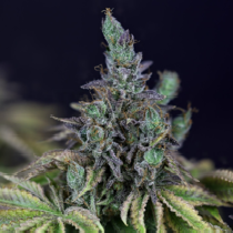Gelato OG Auto Feminised (Seedsman Seeds) Cannabis Seeds