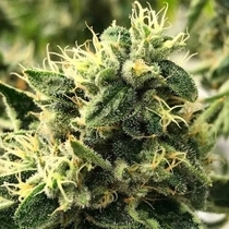 Scavenger's Daughter (Rare Dankness Seeds/0 Cannabis Seeds