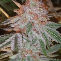 Purpleope Haze (Connoisseur Genetics Seeds) Cannabis Seeds