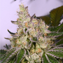 Space Walker (Archive Seedbank) Cannabis Seeds