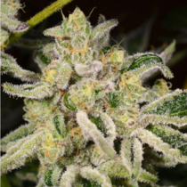 Citrus Rush (Archive Seedbank) Cannabis Seeds