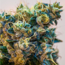 Grimmdog XX (Brothers Grimm Seeds) Cannabis Seeds
