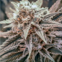 Killer Queen XX (Brothers Grimm Seeds) Cannabis Seeds