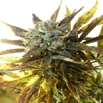 Chazy (Flash Auto Seeds) Cannabis Seeds