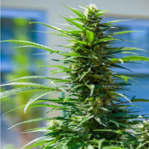 Rosetta Stone XX (Brothers Grimm Seeds) Cannabis Seeds