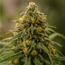 Apollo XX (Brothers Grimm Seeds) Cannabis Seeds