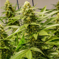 Apollo 13 (Brothers Grimm Seeds) Cannabis Seeds