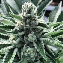 King Mamba (Cali Kush Farms Seeds) Cannabis Seeds