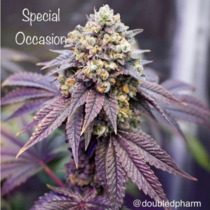 Special Occasion (Cannarado Genetics) Cannabis Seeds