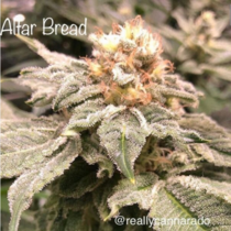 Altar Bread (Cannarado Genetics) Cannabis Seeds
