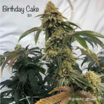 Birthday Cake S1 (Cannarado Genetics) Cannabis Seeds