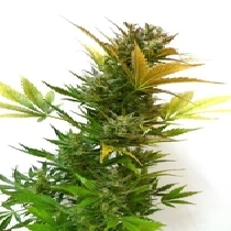 Cobra Auto (Flash Auto Seeds) Cannabis Seeds