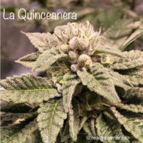 La Quinceanera (Cannarado Genetics) Cannabis Seeds