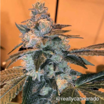 Trifi Sundae (Cannarado Genetics) Cannabis Seeds