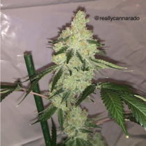 Nila Wafer (Cannarado Genetics) Cannabis Seeds