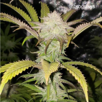 Apple Sundae (Cannarado Genetics) Cannabis Seeds