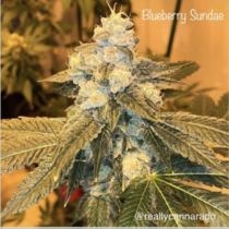 Blueberry Sundae (Cannarado Genetics) Cannabis Seeds