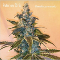 Kitchen Sink (Cannarado Genetics) Cannabis Seeds