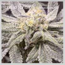 Sundae Sunset (Cannarado Genetics) Cannabis Seeds