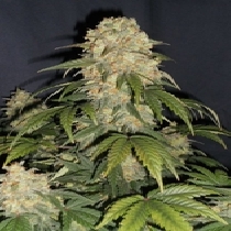 Cobra Auto (Flash Auto Seeds) Cannabis Seeds