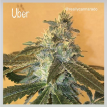 Uber (Cannarado Genetics) Cannabis Seeds