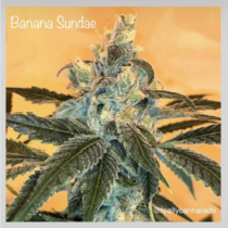 Banana Sundae (Cannarado Genetics) Cannabis Seeds