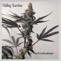 Valley Sundae (Cannarado Genetics) Cannabis Seeds