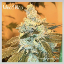Weed Nap (Cannarado Genetics) Cannabis Seeds