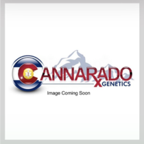 Chocolope Sundae (Cannarado Genetics) Cannabis Seeds