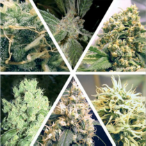Indoor Mix (Ceres Seeds) Cannabis Seeds